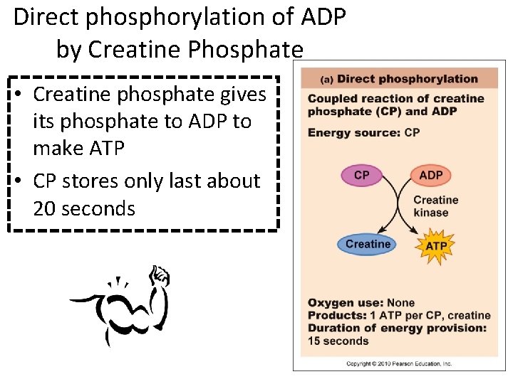 Direct phosphorylation of ADP by Creatine Phosphate • Creatine phosphate gives its phosphate to