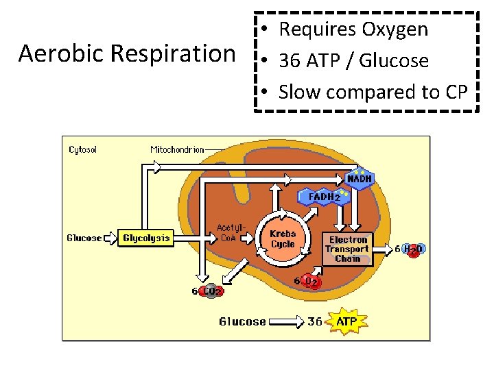 Aerobic Respiration • Requires Oxygen • 36 ATP / Glucose • Slow compared to