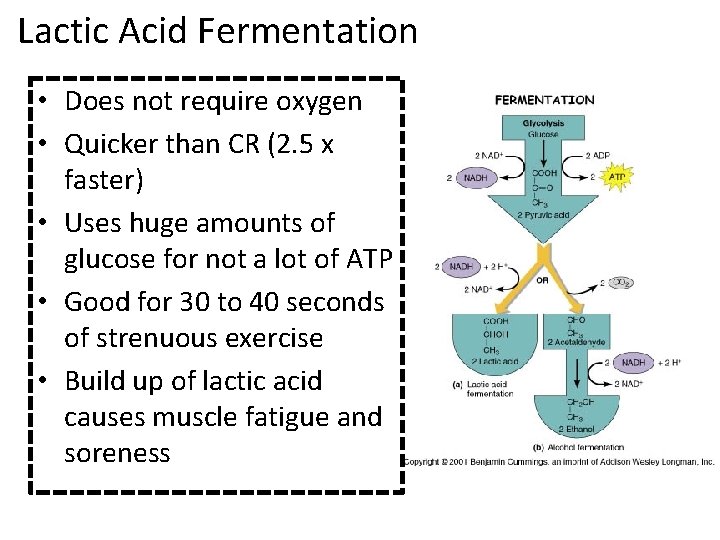 Lactic Acid Fermentation • Does not require oxygen • Quicker than CR (2. 5