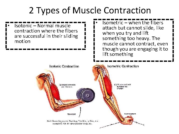 2 Types of Muscle Contraction • Isotonic – Normal muscle contraction where the fibers