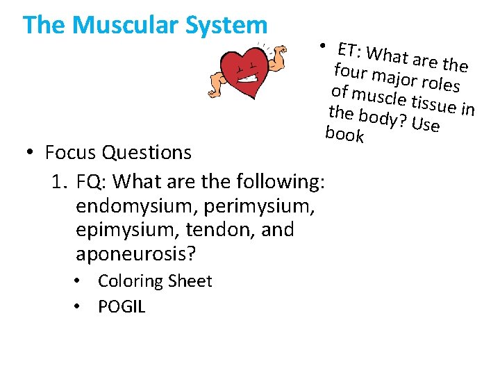 The Muscular System • ET: Wh at are the four majo r roles of