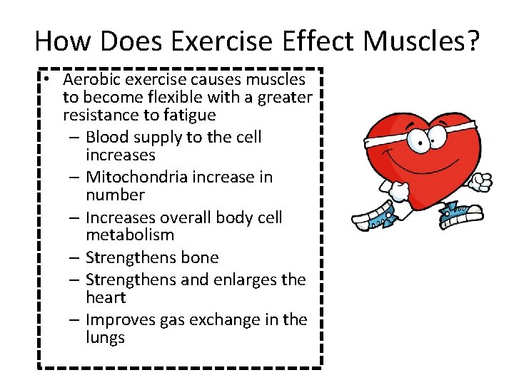 How Does Exercise Effect Muscles? • Aerobic exercise causes muscles to become flexible with