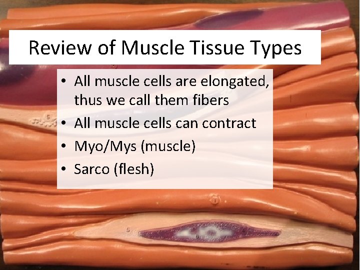 Review of Muscle Tissue Types • All muscle cells are elongated, thus we call