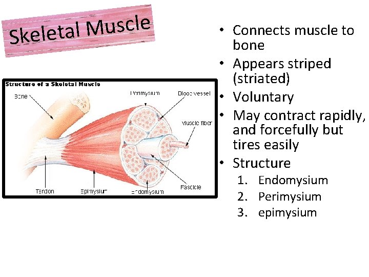 e l c s u M Skeletal • Connects muscle to bone • Appears