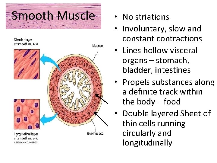 Smooth Muscle • No striations • Involuntary, slow and constant contractions • Lines hollow
