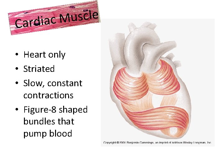 e l c s u M Cardiac • Heart only • Striated • Slow,