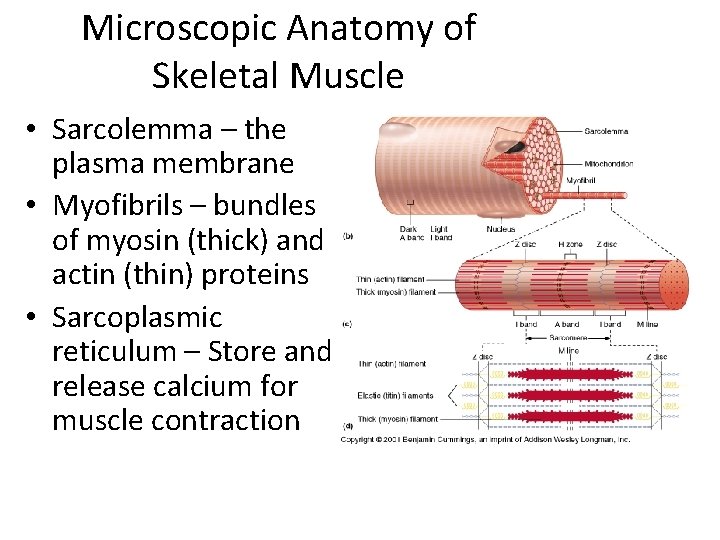 Microscopic Anatomy of Skeletal Muscle • Sarcolemma – the plasma membrane • Myofibrils –