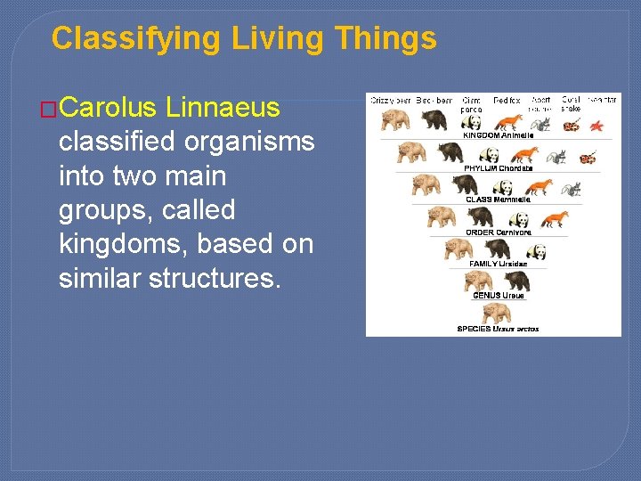 Classifying Living Things �Carolus Linnaeus classified organisms into two main groups, called kingdoms, based