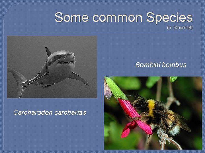 Some common Species (In Binomial) Bombini bombus Carcharodon carcharias 