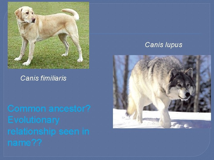 Canis lupus Canis fimiliaris Common ancestor? Evolutionary relationship seen in name? ? 