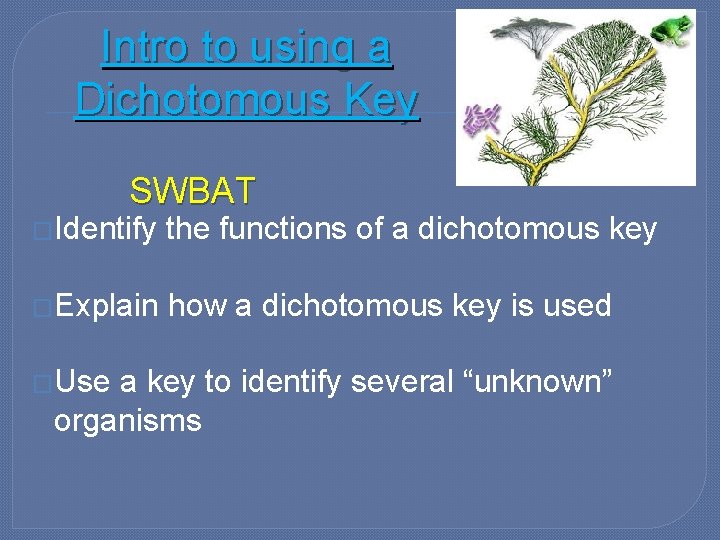 Intro to using a Dichotomous Key SWBAT �Identify the functions of a dichotomous key