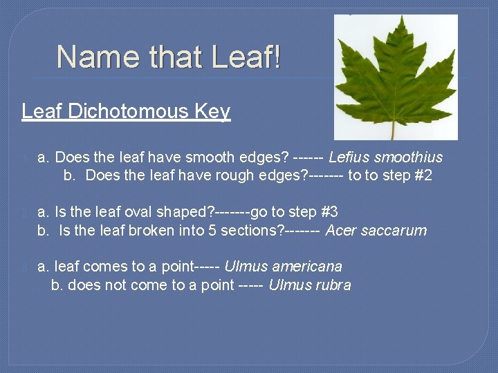 Name that Leaf! Leaf Dichotomous Key 1. a. Does the leaf have smooth edges?