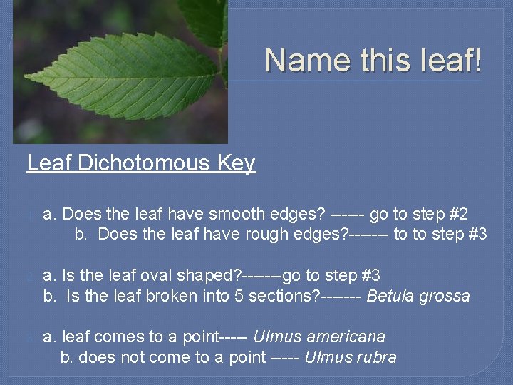 Name this leaf! Leaf Dichotomous Key 1. a. Does the leaf have smooth edges?