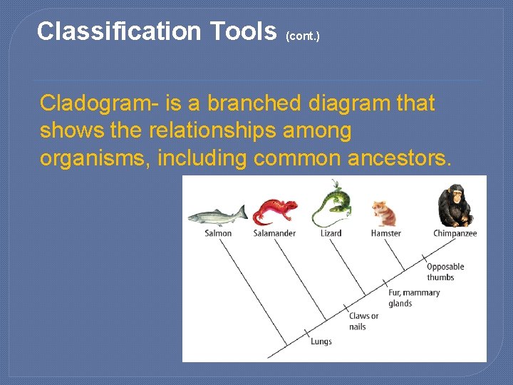 Classification Tools (cont. ) Cladogram- is a branched diagram that shows the relationships among