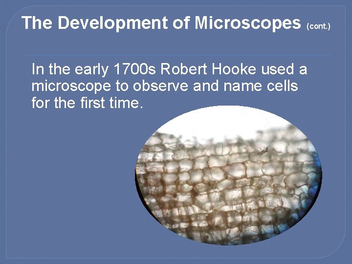 The Development of Microscopes (cont. ) In the early 1700 s Robert Hooke used