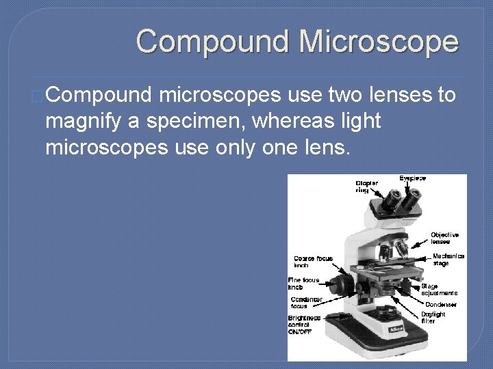 Compound Microscope �Compound microscopes use two lenses to magnify a specimen, whereas light microscopes