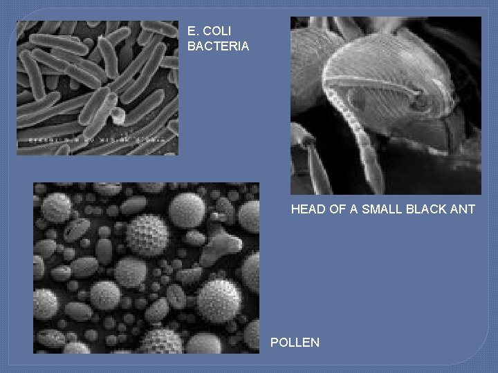 E. COLI BACTERIA HEAD OF A SMALL BLACK ANT POLLEN 