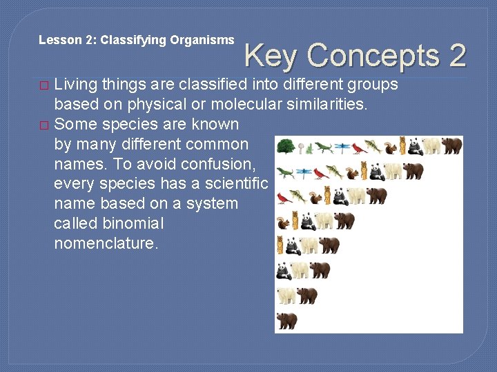 Lesson 2: Classifying Organisms Key Concepts 2 Living things are classified into different groups