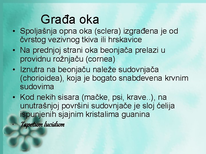 Građa oka • Spoljašnja opna oka (sclera) izgrađena je od čvrstog vezivnog tkiva ili Građa oka • Spoljašnja opna oka (sclera) izgrađena je od čvrstog vezivnog tkiva ili