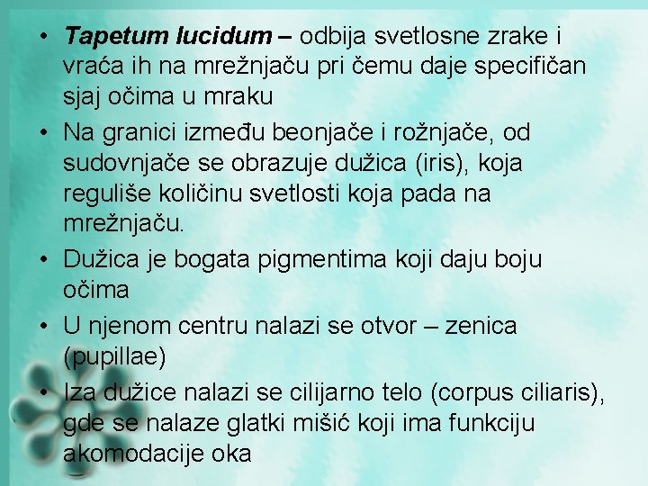 • Tapetum lucidum – odbija svetlosne zrake i vraća ih na mrežnjaču pri • Tapetum lucidum – odbija svetlosne zrake i vraća ih na mrežnjaču pri