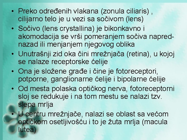 • Preko određenih vlakana (zonula ciliaris) , cilijarno telo je u vezi sa • Preko određenih vlakana (zonula ciliaris) , cilijarno telo je u vezi sa