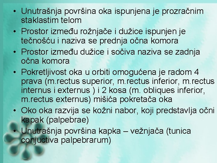 • Unutrašnja površina oka ispunjena je prozračnim staklastim telom • Prostor između rožnjače • Unutrašnja površina oka ispunjena je prozračnim staklastim telom • Prostor između rožnjače