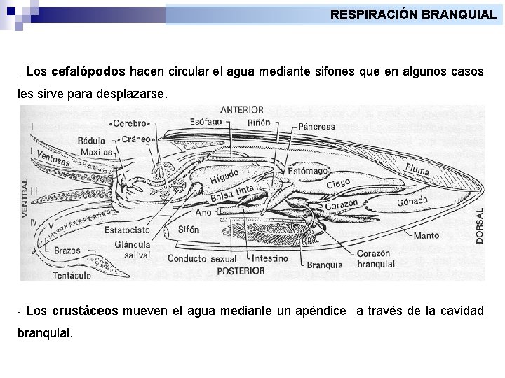 RESPIRACIÓN BRANQUIAL - Los cefalópodos hacen circular el agua mediante sifones que en algunos