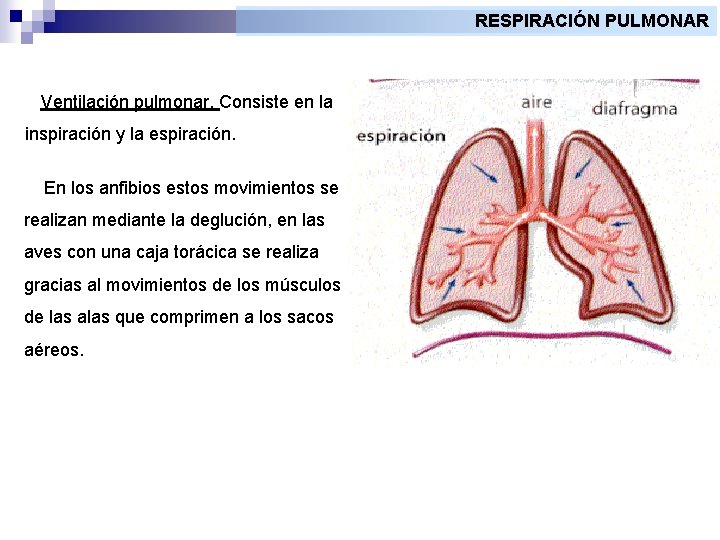 RESPIRACIÓN PULMONAR Ventilación pulmonar. Consiste en la inspiración y la espiración. En los anfibios