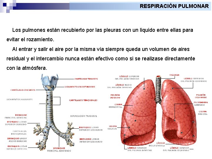 RESPIRACIÓN PULMONAR Los pulmones están recubierto por las pleuras con un liquido entre ellas