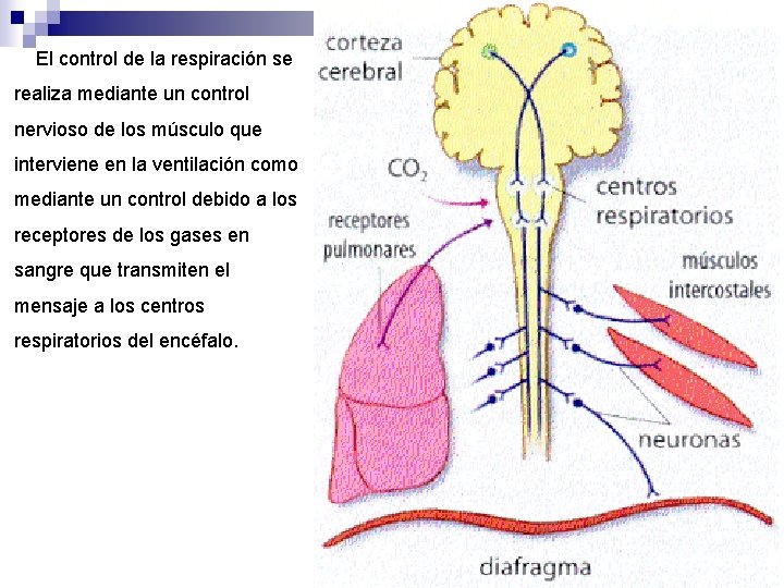  El control de la respiración se realiza mediante un control nervioso de los