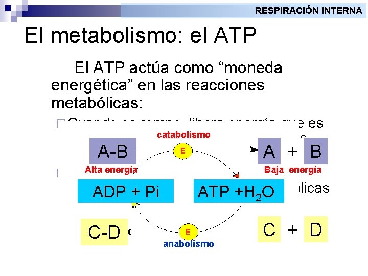 RESPIRACIÓN INTERNA El metabolismo: el ATP El ATP actúa como “moneda energética” en las
