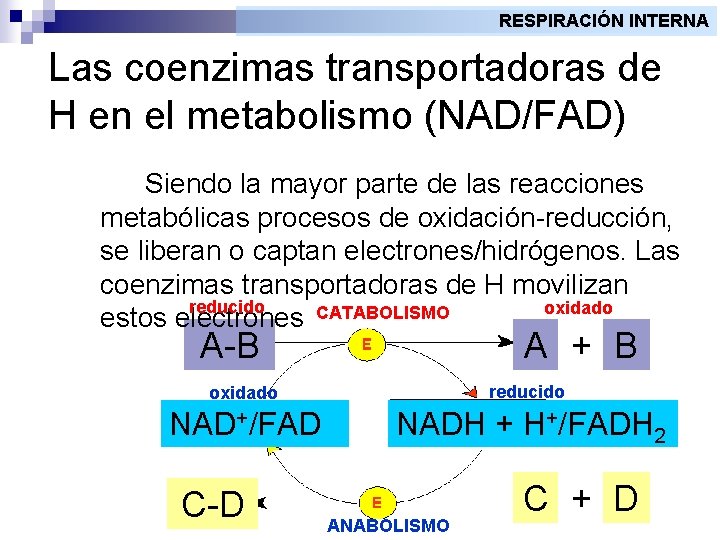 RESPIRACIÓN INTERNA Las coenzimas transportadoras de H en el metabolismo (NAD/FAD) Siendo la mayor