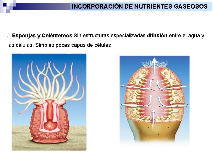 INCORPORACIÓN DE NUTRIENTES GASEOSOS - Esponjas y Celéntereos Sin estructuras especializadas difusión entre el