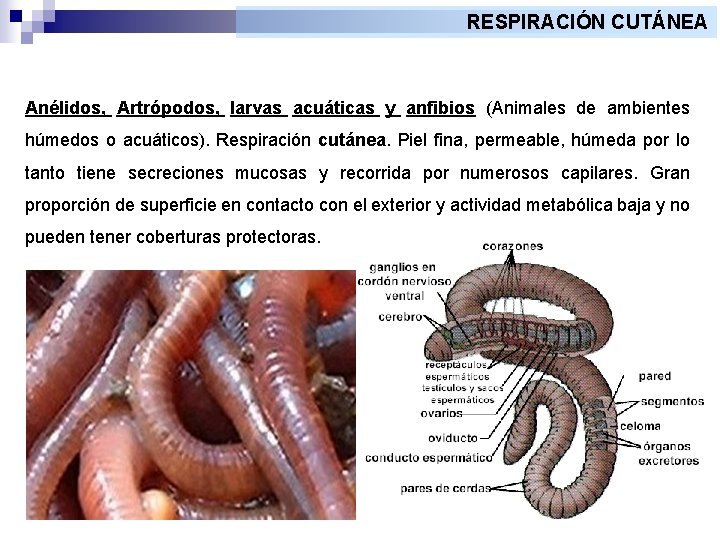 RESPIRACIÓN CUTÁNEA Anélidos, Artrópodos, larvas acuáticas y anfibios (Animales de ambientes húmedos o acuáticos).