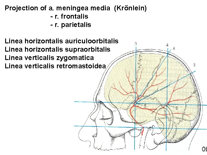 Projection of a. meningea media (Krönlein) - r. frontalis - r. parietalis Linea horizontalis
