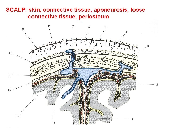 SCALP: skin, connective tissue, aponeurosis, loose connective tissue, periosteum 