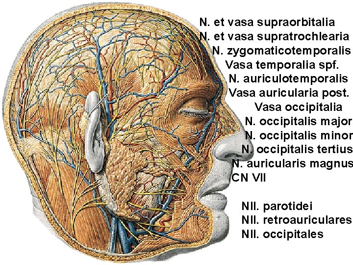 N. et vasa supraorbitalia N. et vasa supratrochlearia N. zygomaticotemporalis Vasa temporalia spf. N.