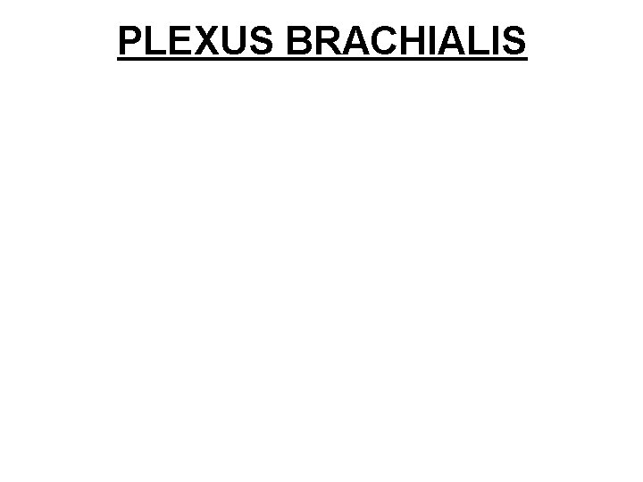 PLEXUS BRACHIALIS 