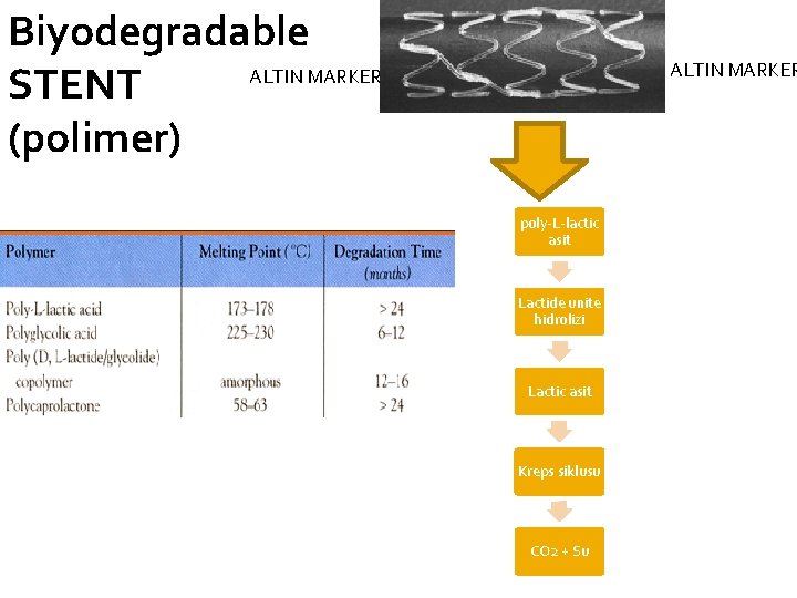 Biyodegradable ALTIN MARKER STENT (polimer) ALTIN MARKER poly-L-lactic asit Lactide unite hidrolizi Lactic asit