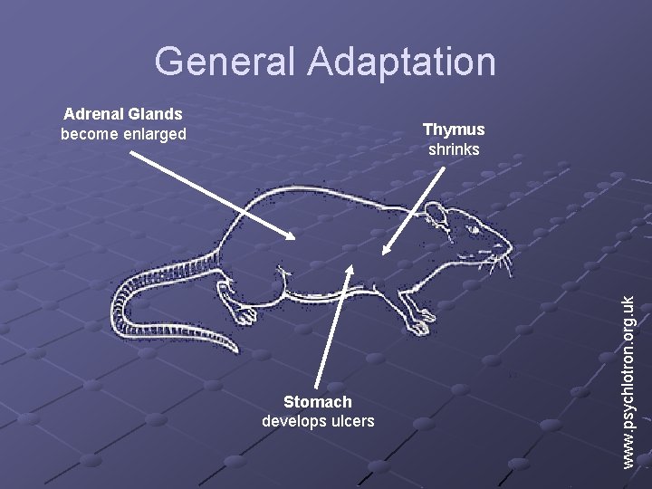 General Adaptation Adrenal Glands become enlarged Stomach develops ulcers www. psychlotron. org. uk Thymus