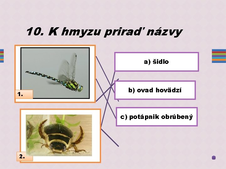 10. K hmyzu priraď názvy a) šidlo d) vodný chrobák 1. b) ovad hovädzí