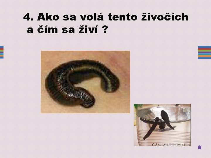 4. Ako sa volá tento živočích a čím sa živí ? 