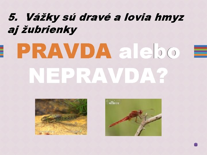 5. Vážky sú dravé a lovia hmyz aj žubrienky PRAVDA alebo NEPRAVDA? 