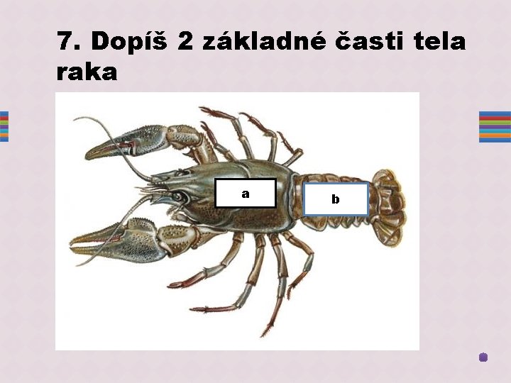 7. Dopíš 2 základné časti tela raka a b 