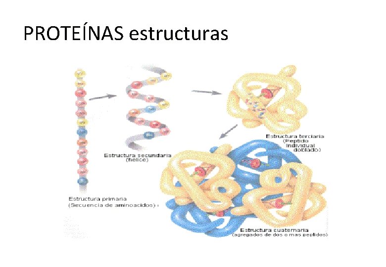 PROTEÍNAS estructuras 