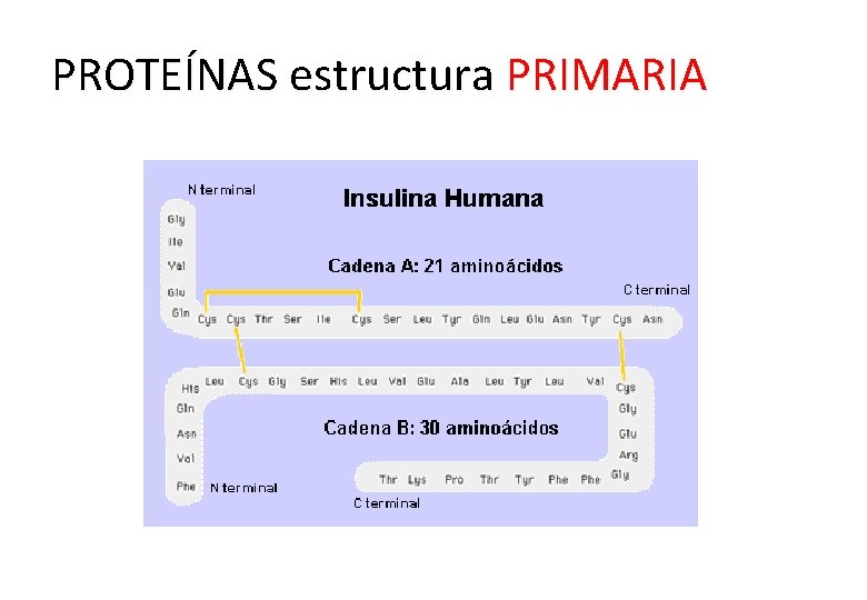 PROTEÍNAS estructura PRIMARIA 