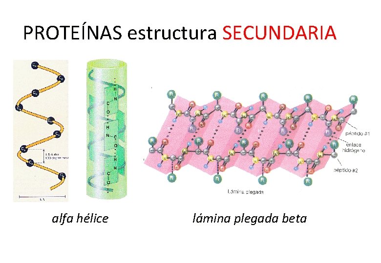 PROTEÍNAS estructura SECUNDARIA alfa hélice lámina plegada beta 