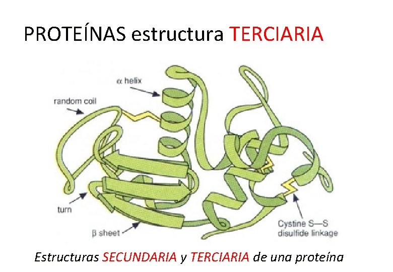 PROTEÍNAS estructura TERCIARIA Estructuras SECUNDARIA y TERCIARIA de una proteína 