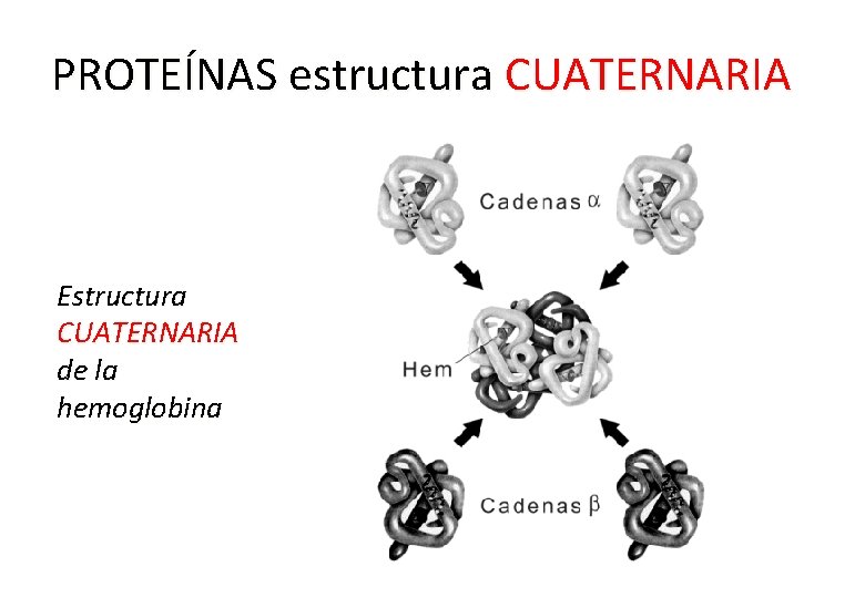 PROTEÍNAS estructura CUATERNARIA Estructura CUATERNARIA de la hemoglobina 