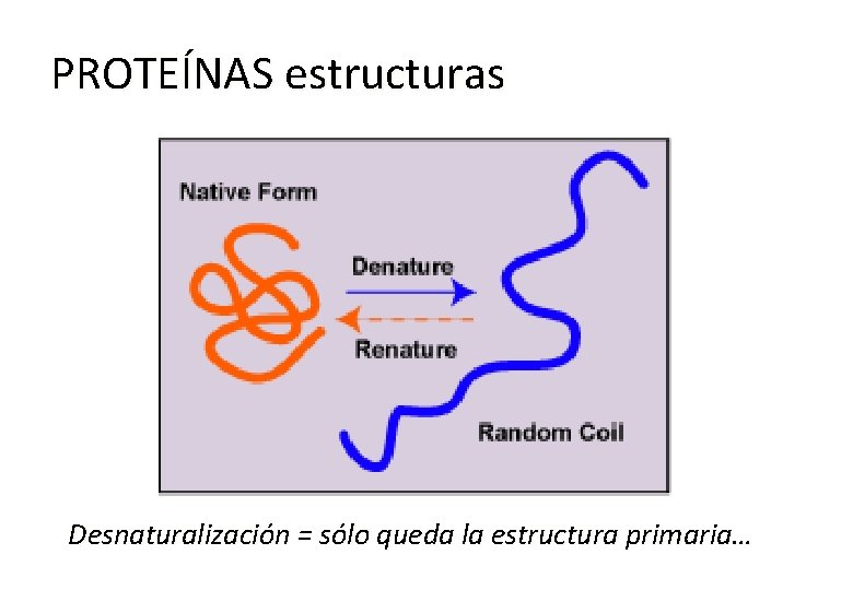 PROTEÍNAS estructuras Desnaturalización = sólo queda la estructura primaria… 